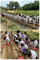 <4세 현장학습 - 산들강 고구마캐기 체험>